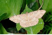 物種:Luxiaria costinota 攝影:吳士緯